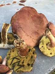 Boletus patrioticus