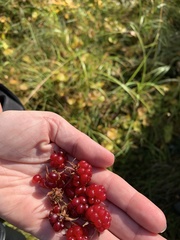 Rubus arcticus