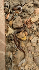 Eurycea multiplicata