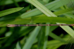 Lestes plagiatus