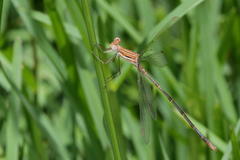 Lestes plagiatus