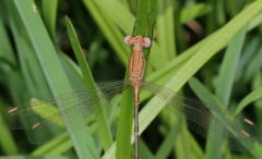 Lestes plagiatus