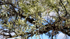 Alectryon oleifolius