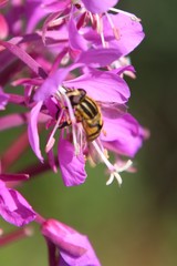 Helophilus neoaffinis