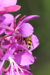 Helophilus neoaffinis