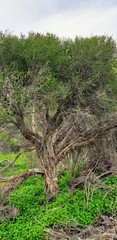 Melaleuca brevifolia