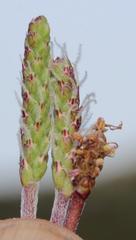 Plantago carnosa