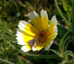 Heliolonche modicella