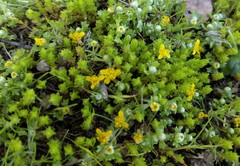 Eriophyllum multicaule