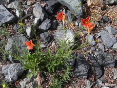 Salpiglossis sinuata