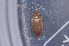 Calymmaderus solidus