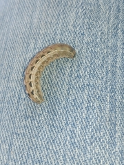 Pterygota