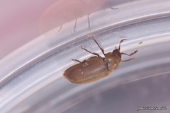 Calymmaderus solidus