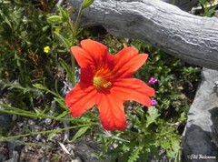 Salpiglossis sinuata