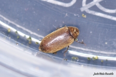 Calymmaderus solidus