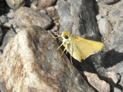Hesperia leonardus pawnee