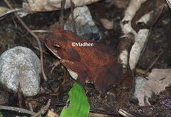 Incilius canaliferus
