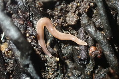 Australopacifica garveyi