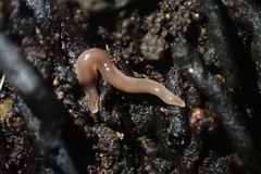 Australopacifica garveyi