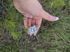 Amsonia ciliata texana
