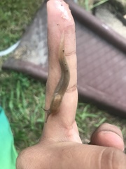 Limacoidea