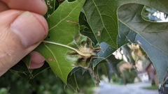 Macrodiplosis niveipila