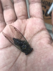 Neotibicen canicularis