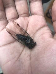Neotibicen canicularis