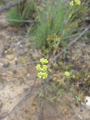 Crassula subaphylla subaphylla