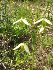 Albuca juncifolia
