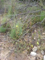 Crassula subaphylla subaphylla