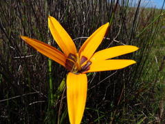 Pauridia canaliculata