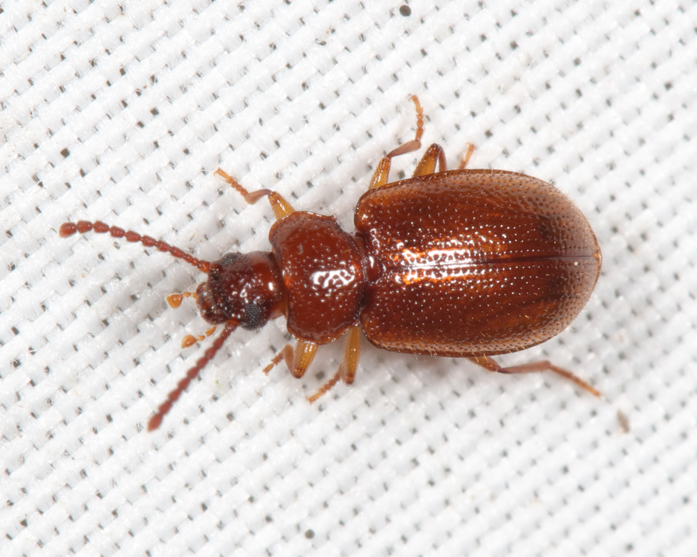 Anaedus brunneus from Groton yard, MA, USA on August 26, 2021 at 09:15 ...