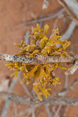 Dufourea flammea