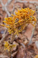 Dufourea flammea