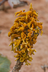 Dufourea flammea