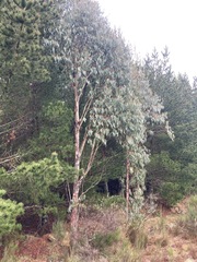 Eucalyptus delegatensis