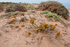 Dufourea flammea