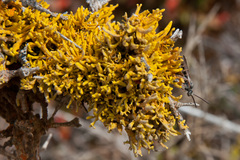 Dufourea flammea