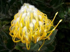 Leucospermum conocarpodendron conocarpodendron