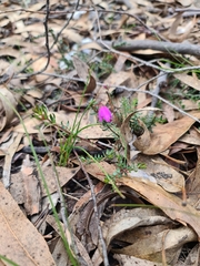 Tetratheca thymifolia