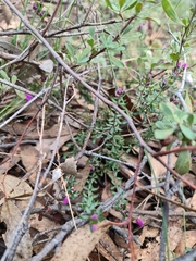 Tetratheca thymifolia
