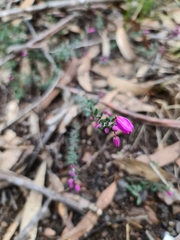 Tetratheca thymifolia