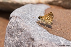 Dardarina dardaris