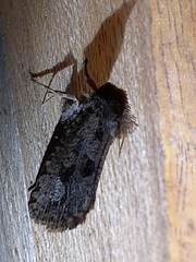 Acrolophinae