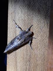 Acrolophinae