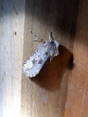 Acrolophinae