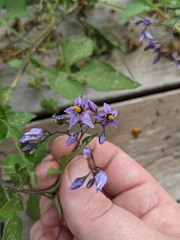 Solanum corifolium