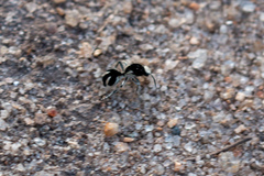 Traumatomutilla bifurca