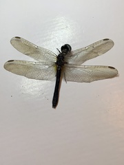 Erythrodiplax minuscula